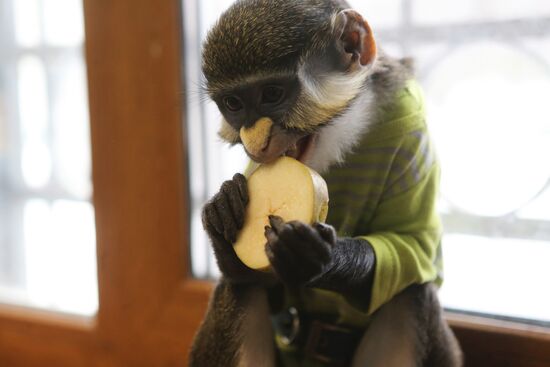 Обезьяна Юппи живет в московской семье