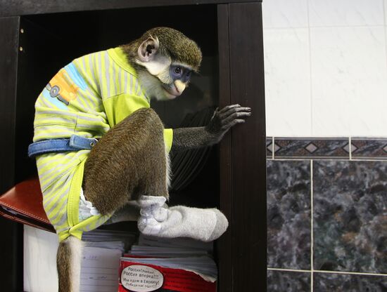 Обезьяна Юппи живет в московской семье