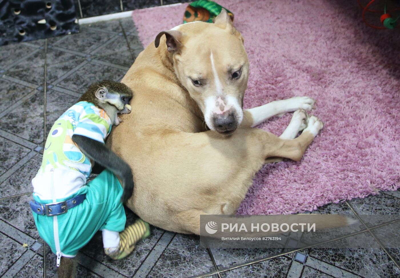 Обезьяна Юппи живет в московской семье