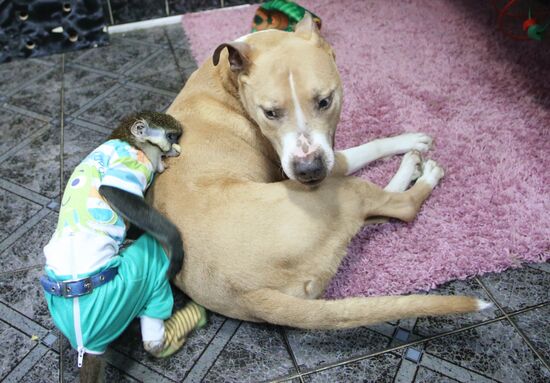 Обезьяна Юппи живет в московской семье