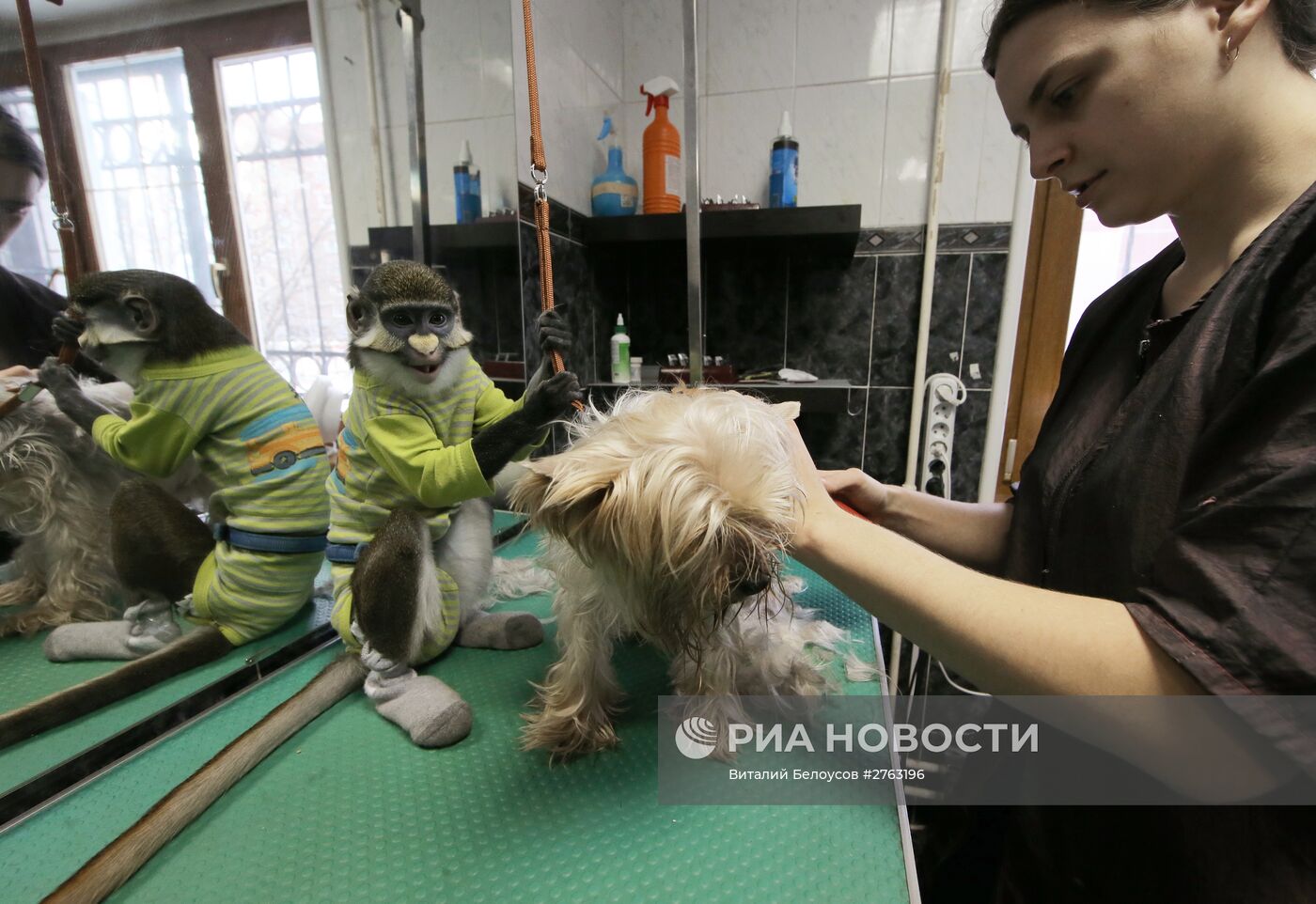 Обезьяна Юппи живет в московской семье