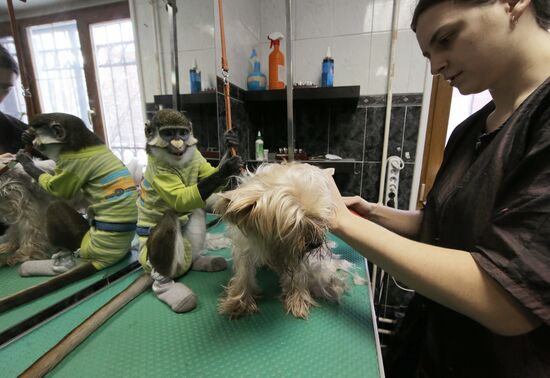 Обезьяна Юппи живет в московской семье