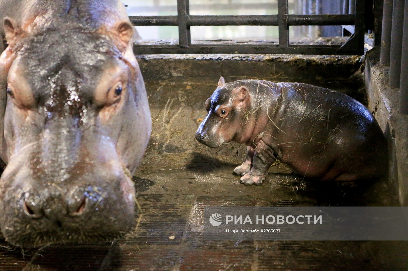 В Калининградском зоопарке на свет появился детеныш бегемота