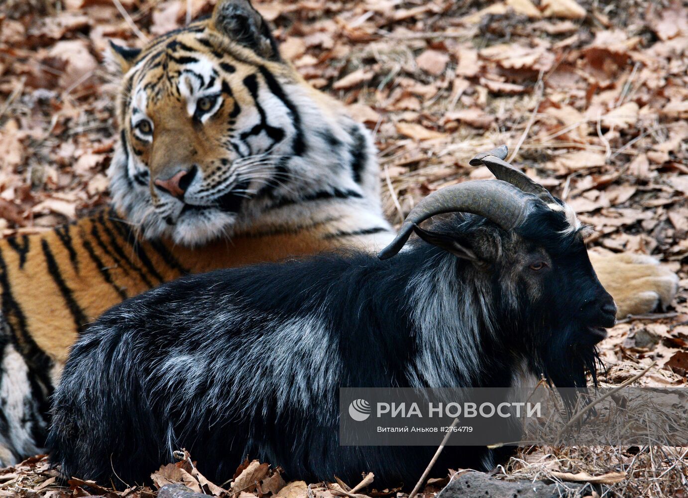 Дружба козла Тимура и тигра Амура в Приморском сафари-парке