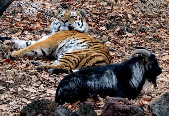 Дружба козла Тимура и тигра Амура в Приморском сафари-парке