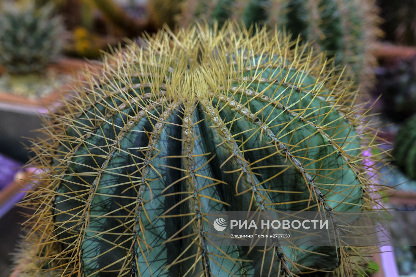 Открытие VII ежегодного фестиваля орхидей, хищных растений и растений пустынь "Тропическая зима"