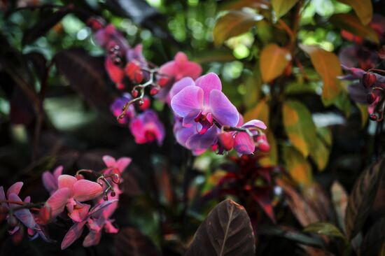 Открытие VII ежегодного фестиваля орхидей, хищных растений и растений пустынь "Тропическая зима"