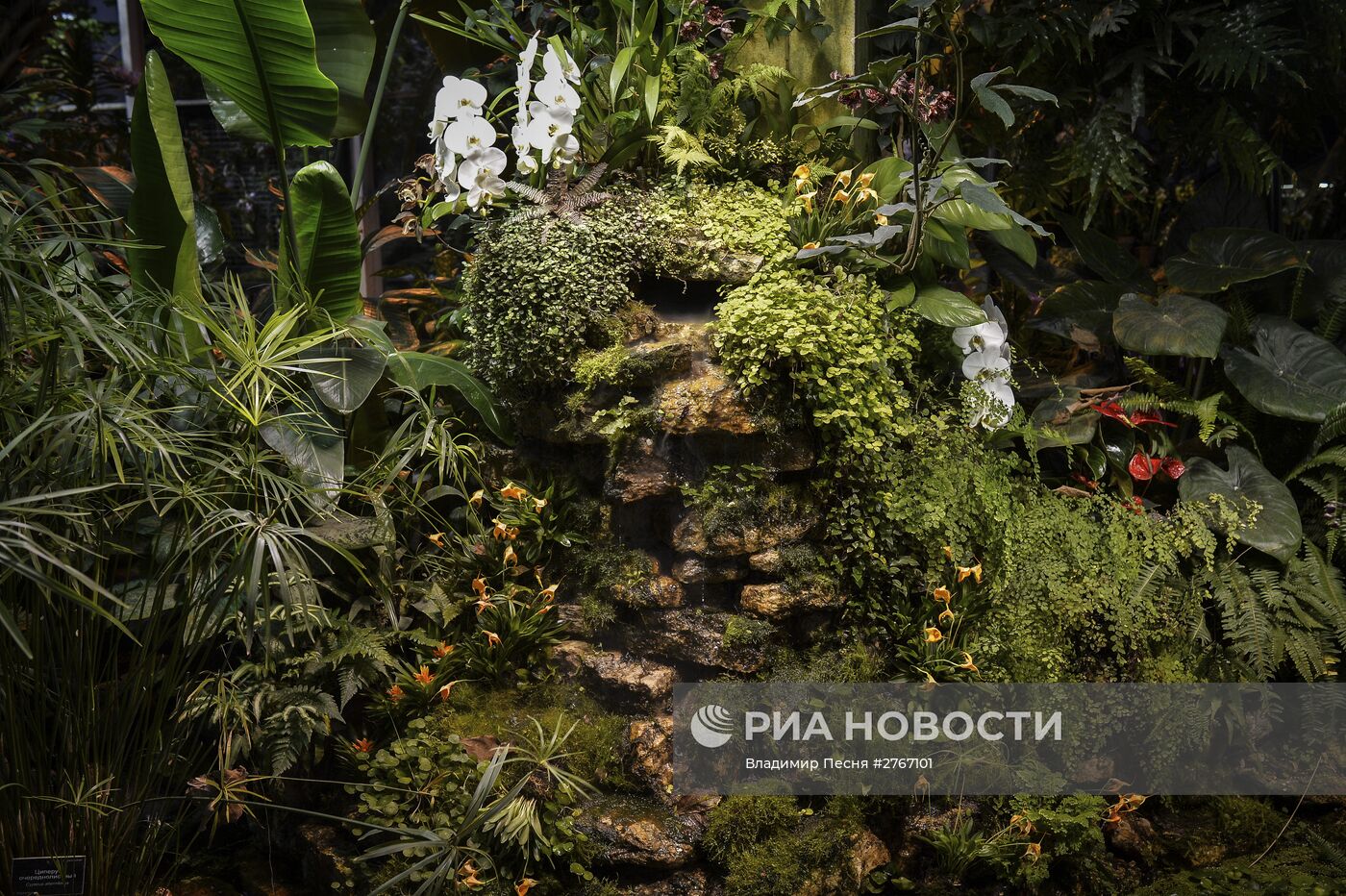 Открытие VII ежегодного фестиваля орхидей, хищных растений и растений пустынь "Тропическая зима"