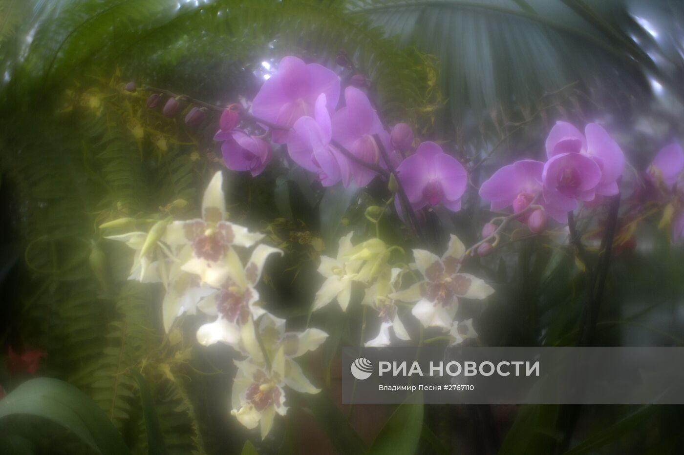 Открытие VII ежегодного фестиваля орхидей, хищных растений и растений пустынь "Тропическая зима"