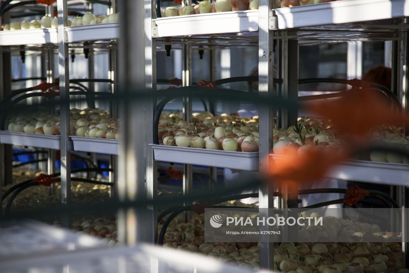 Тепличный комбинат в Благовещенске