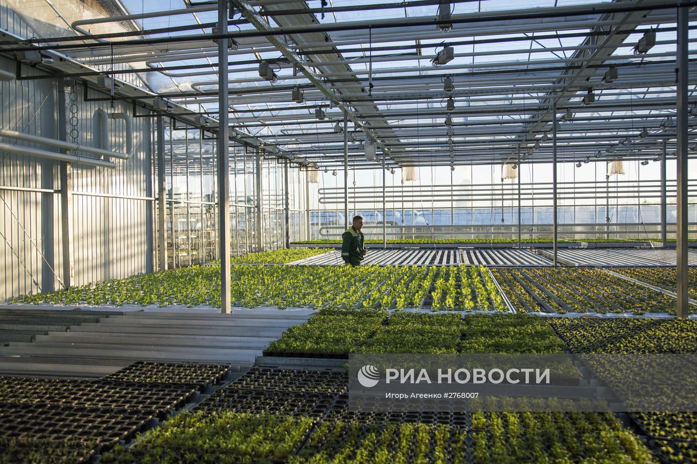 Тепличный комбинат в Благовещенске