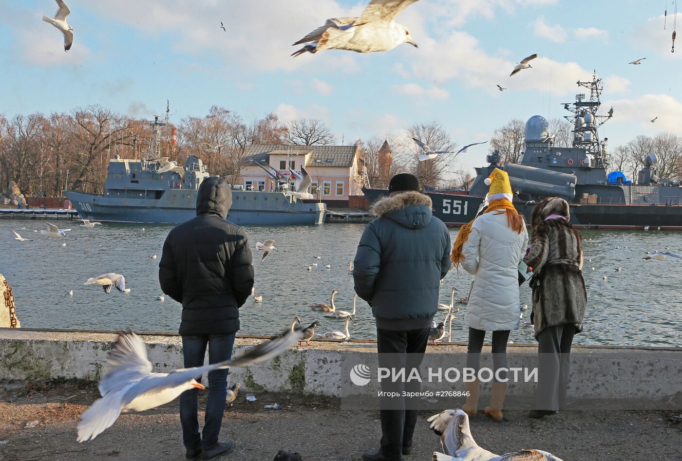 Лебеди в гавани Балтийска