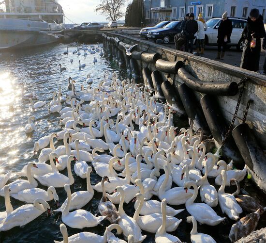 Лебеди в гавани Балтийска