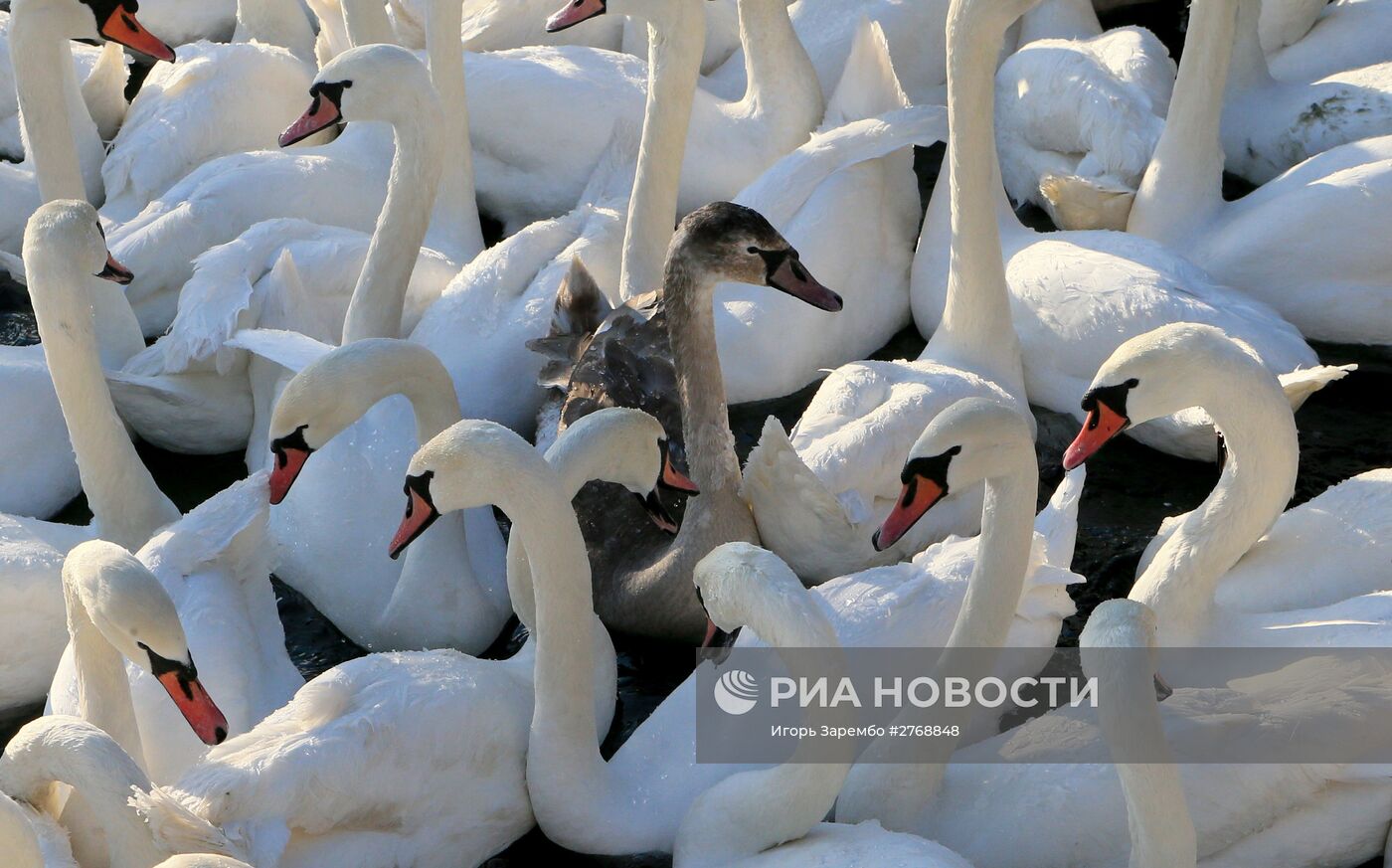 Лебеди в гавани Балтийска