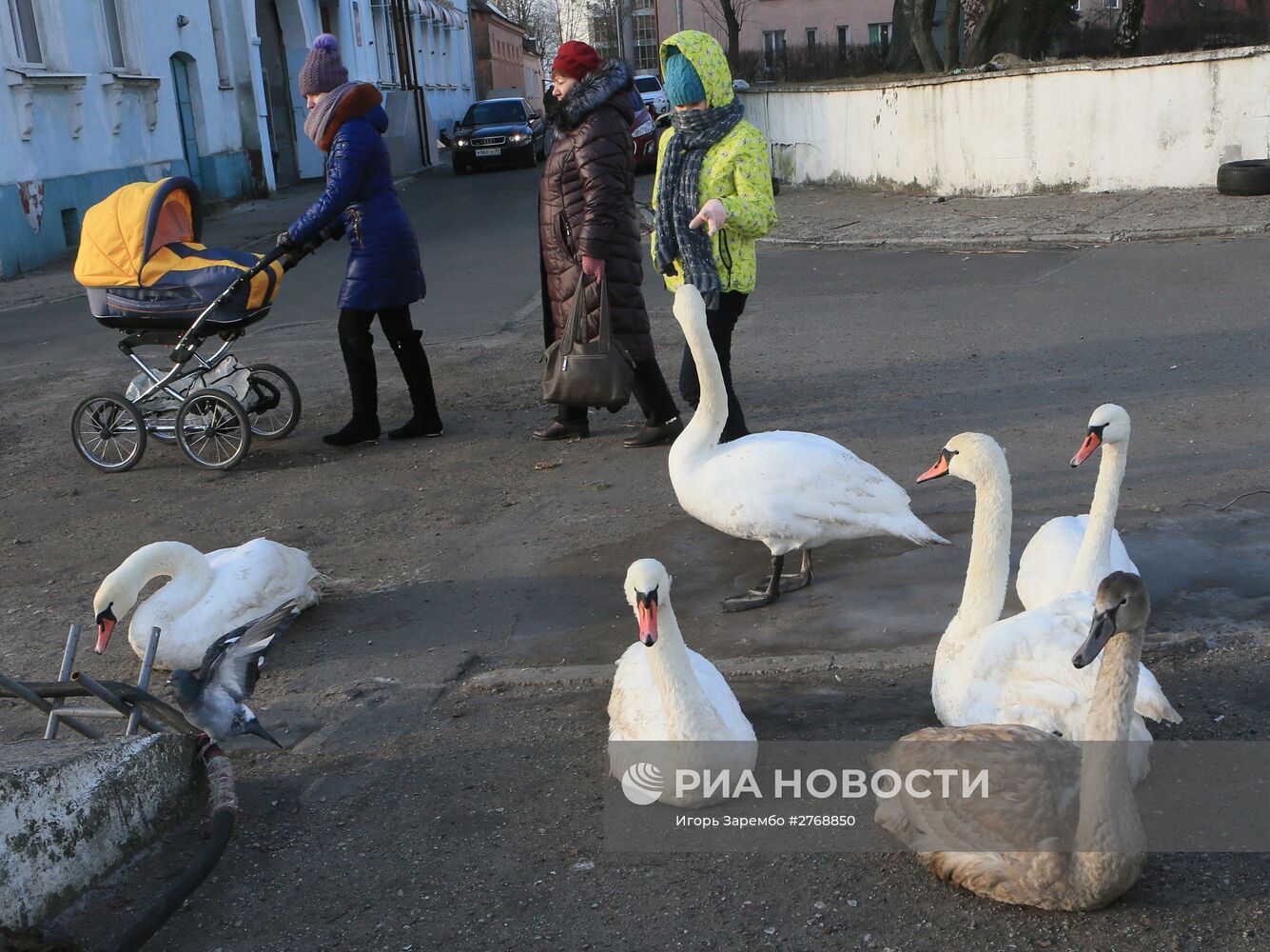 Лебеди в гавани Балтийска