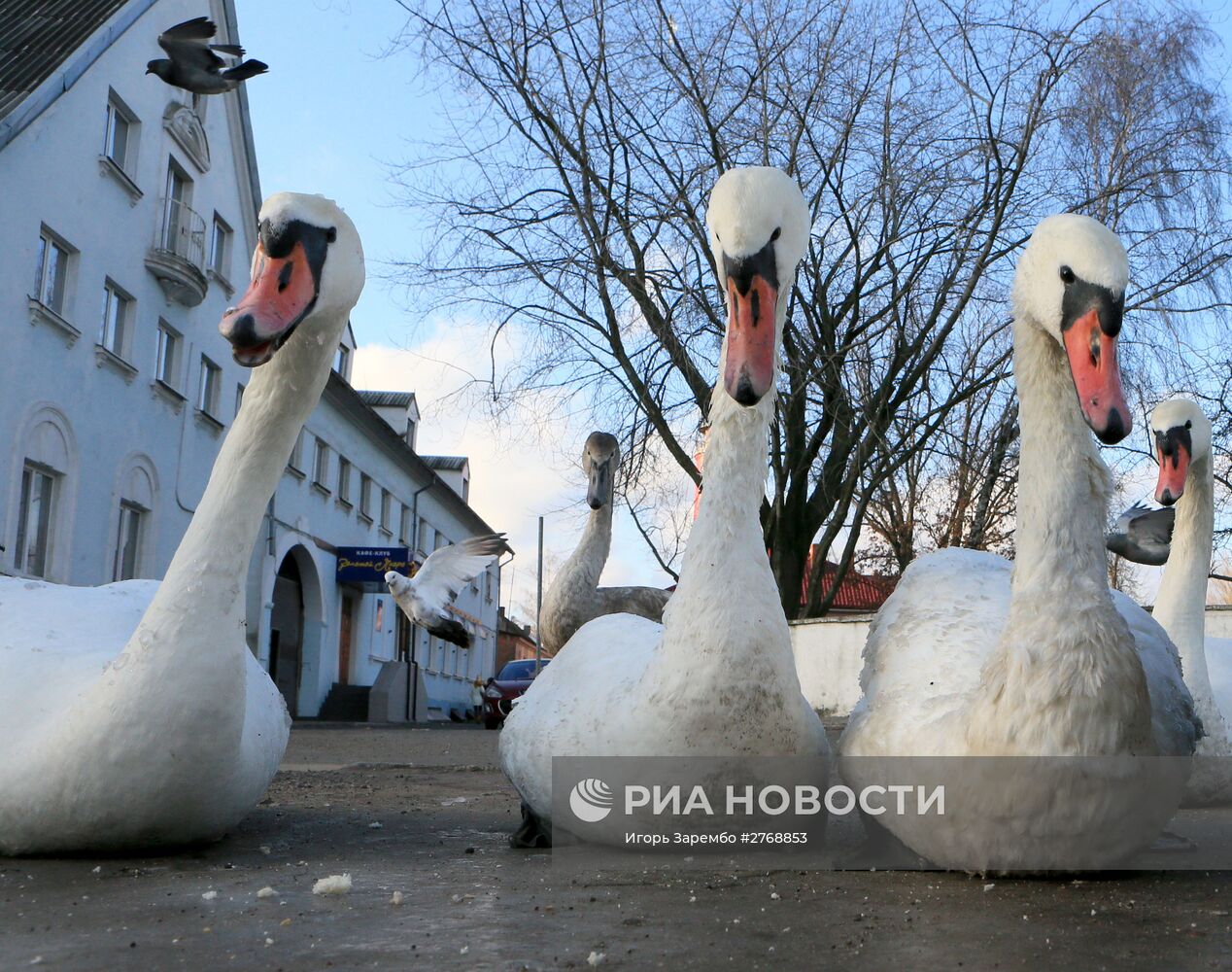 Лебеди в гавани Балтийска