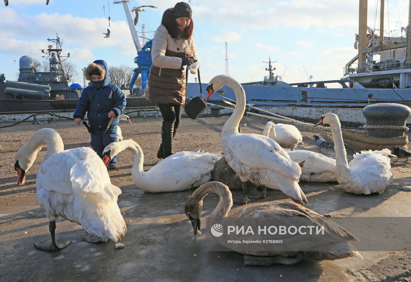 Лебеди в гавани Балтийска