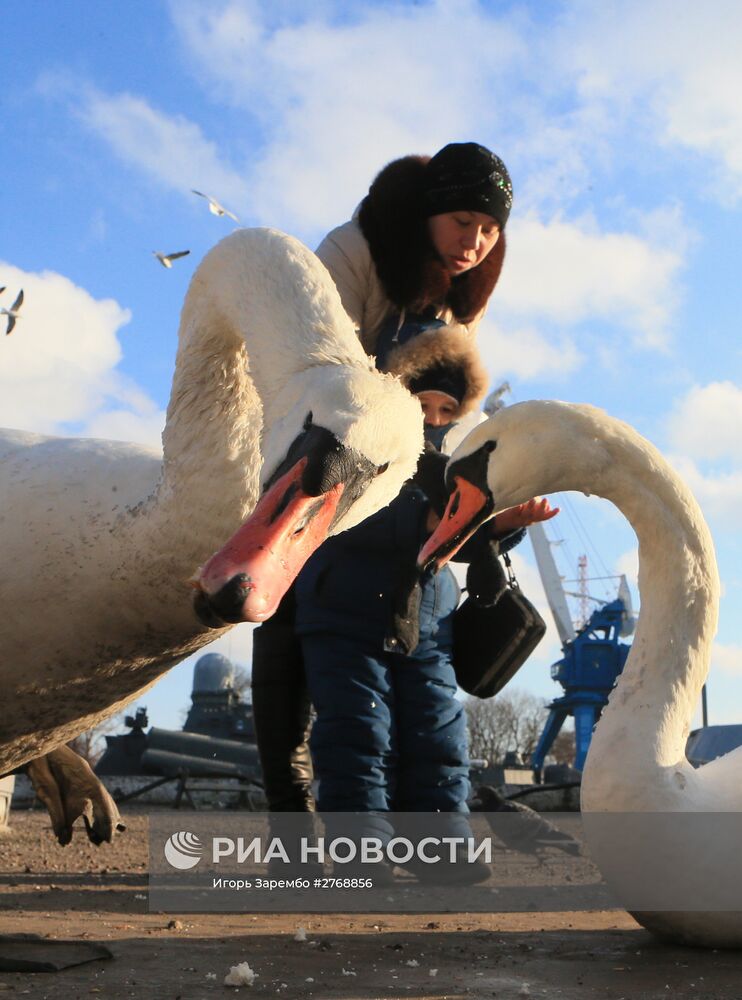 Лебеди в гавани Балтийска