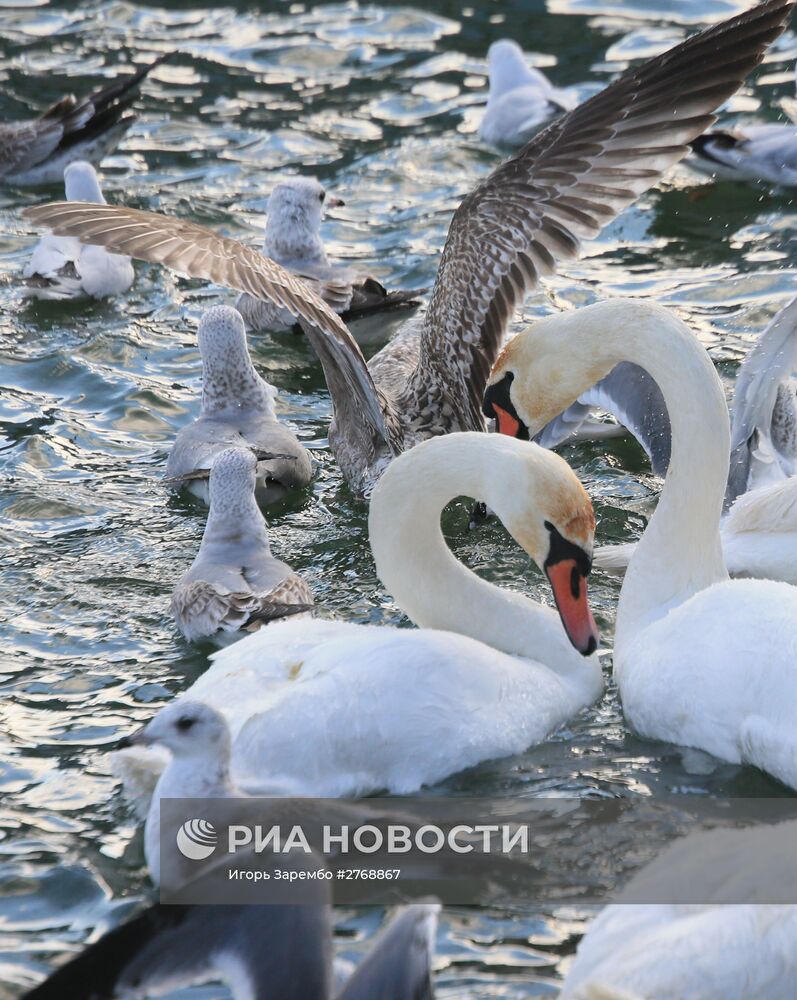 Лебеди в гавани Балтийска