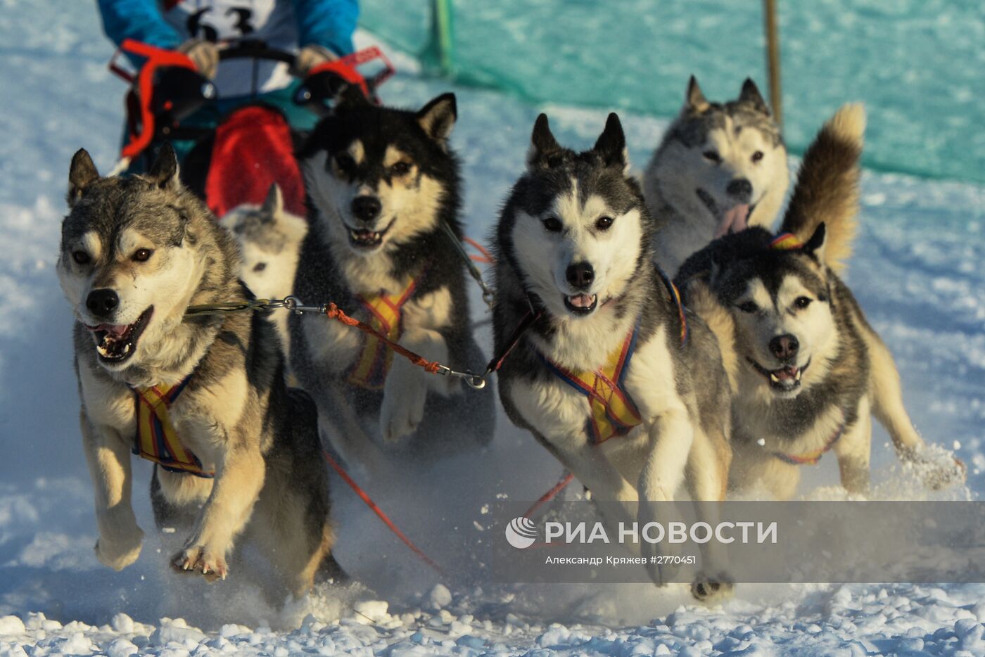 Соревнования по ездовому спорту "Рождественский заезд - 2016" в Новосибирской области