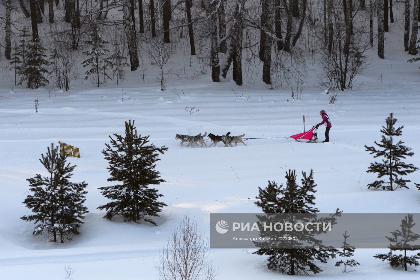 Соревнования по ездовому спорту "Рождественский заезд - 2016" в Новосибирской области