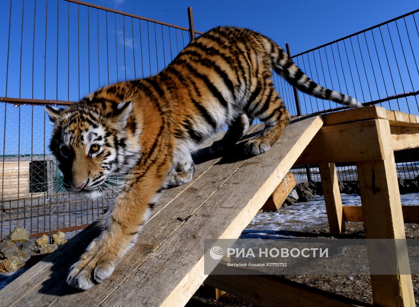 Новые обитатели сельского зоопарка "Чудесный" в Приморском крае