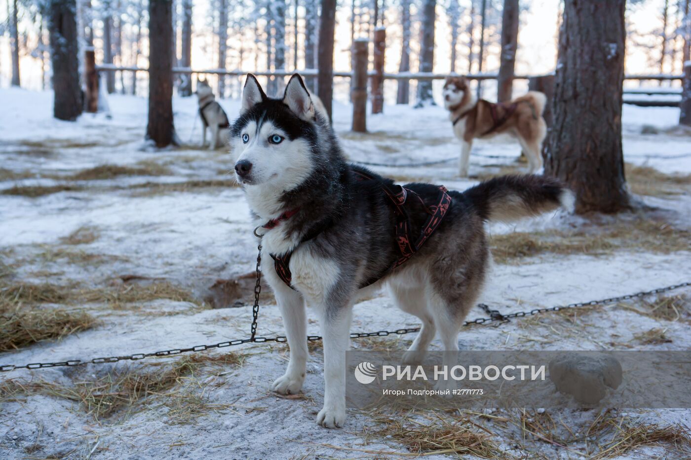 Зимний отдых на реке Шуя в Карелии