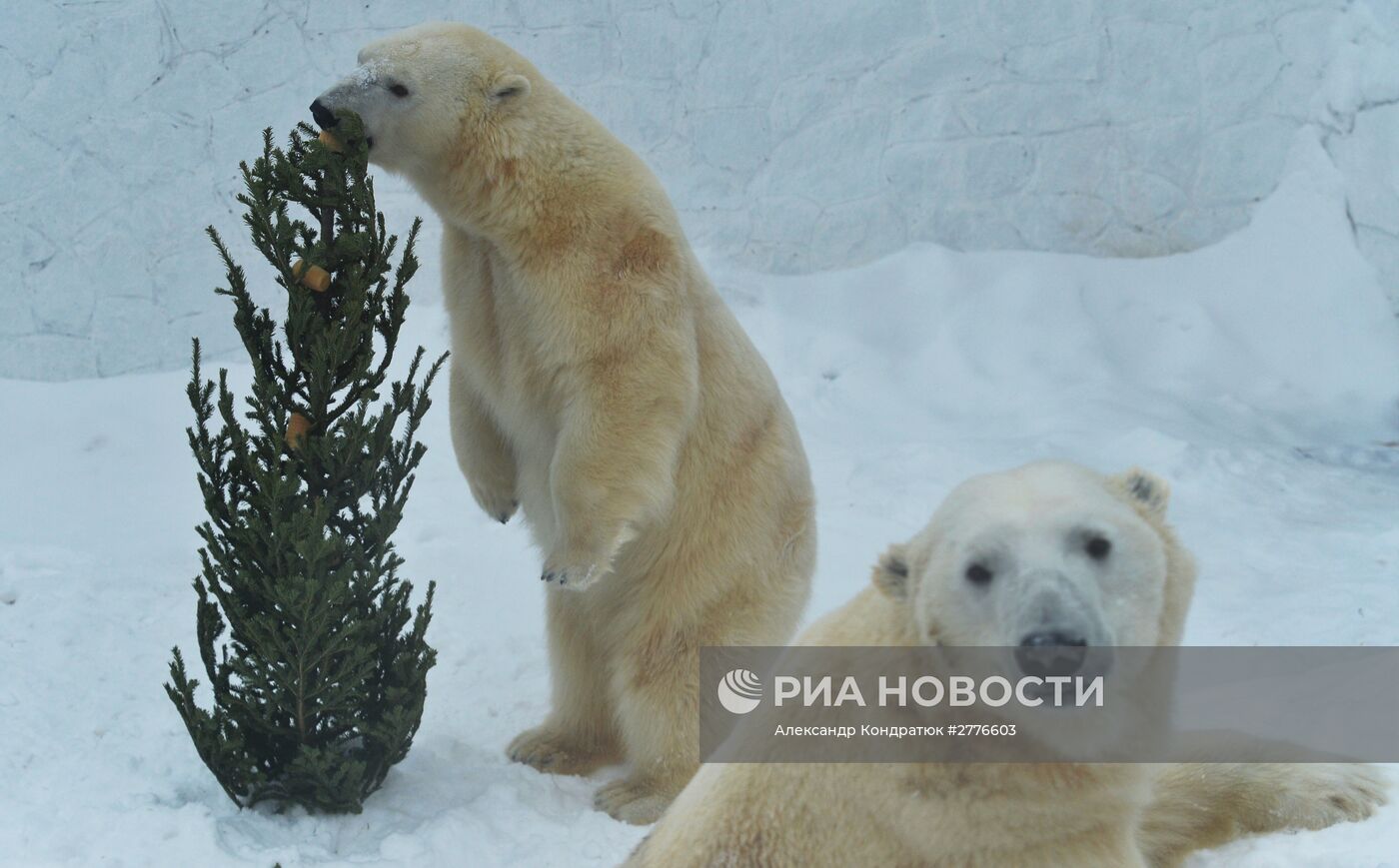 Хоккеисты ХК "Трактор" навестили живой талисман команды - белого медведя Алтына