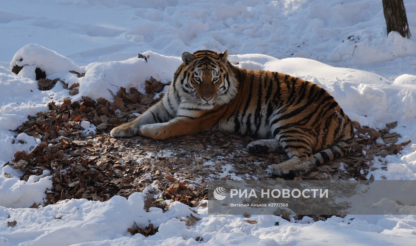 Леопард из Праги поселился по соседству с Амуром и Тимуром