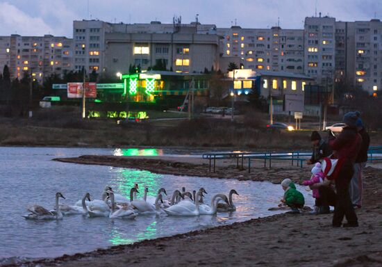 Лебеди в бухте "Омега" в Севастополе