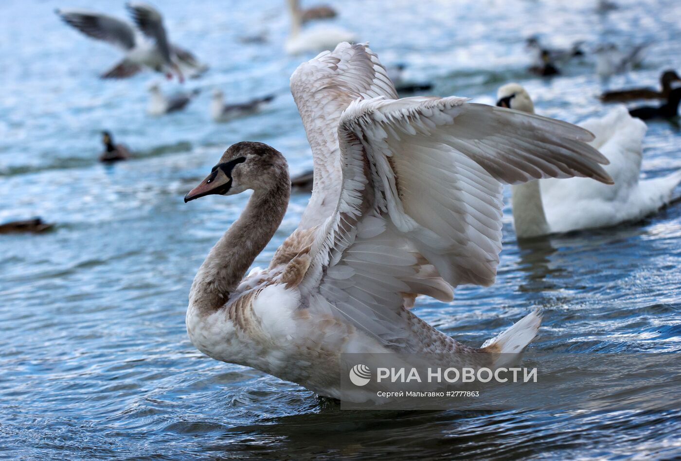 Лебеди в бухте "Омега" в Севастополе