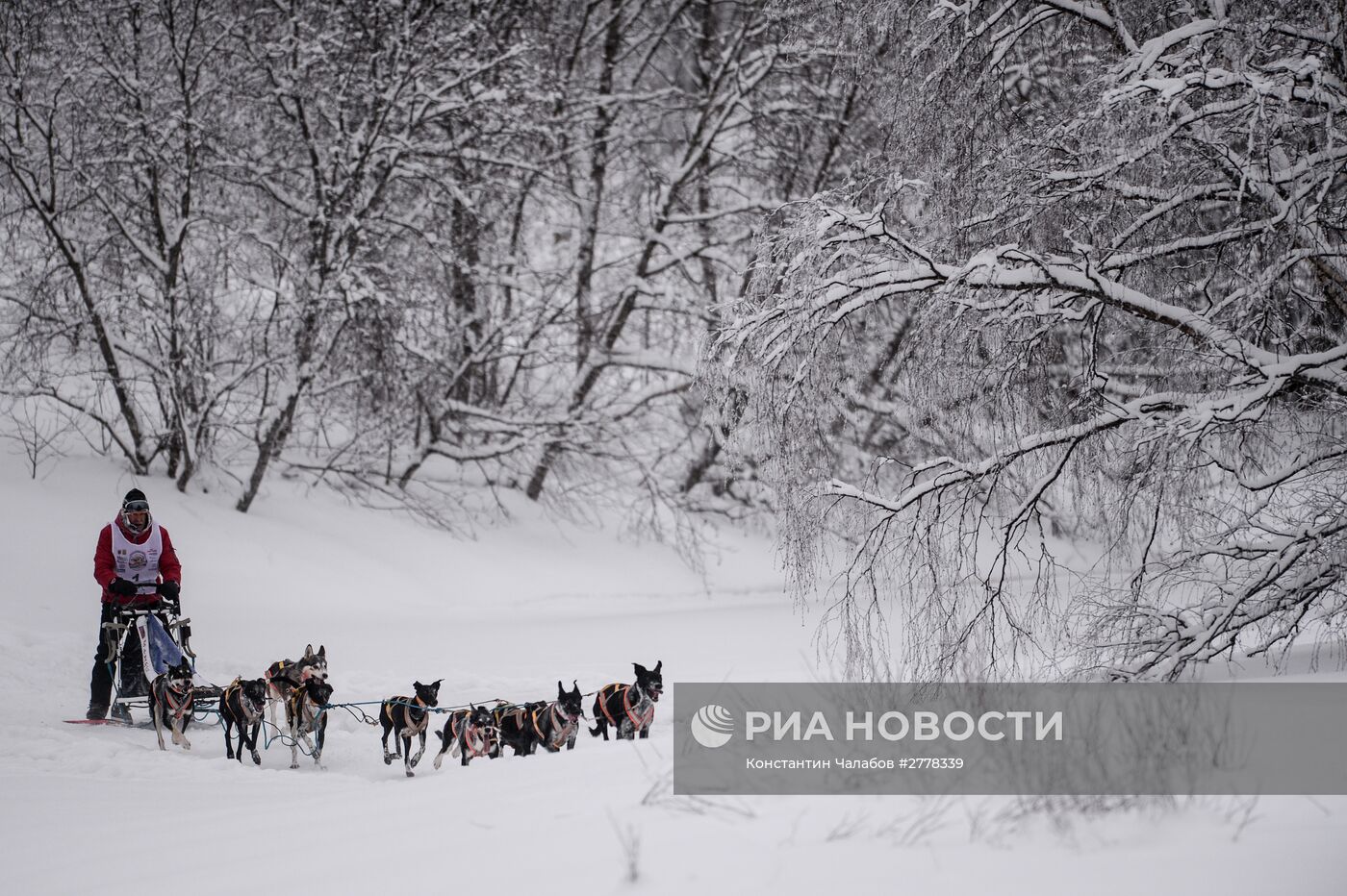 Международная гонка на собачьих упряжках "По земле Сампо"