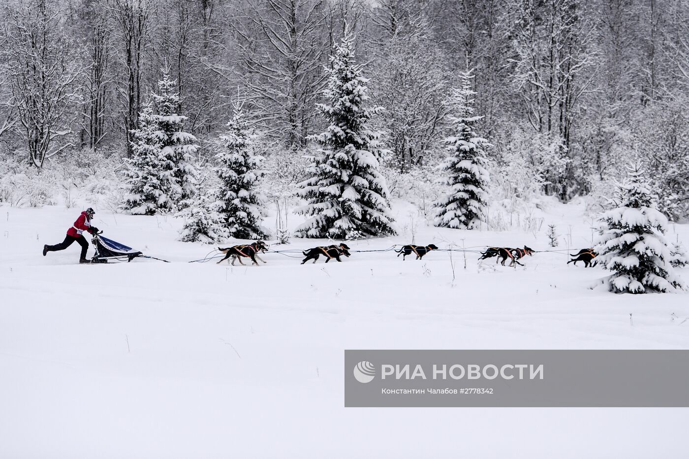 Международная гонка на собачьих упряжках "По земле Сампо"