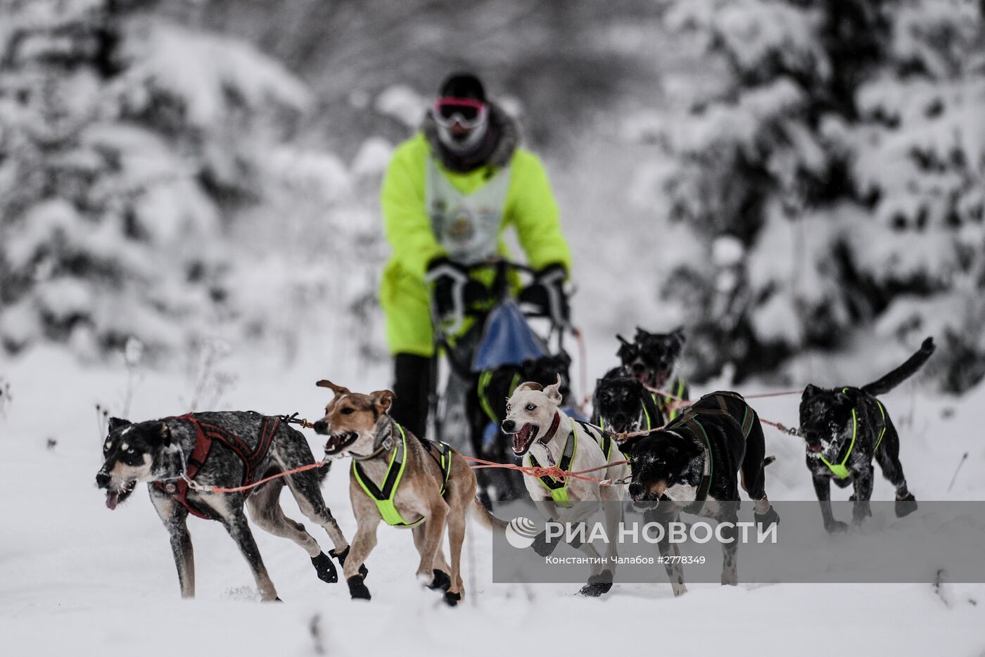 Международная гонка на собачьих упряжках "По земле Сампо"