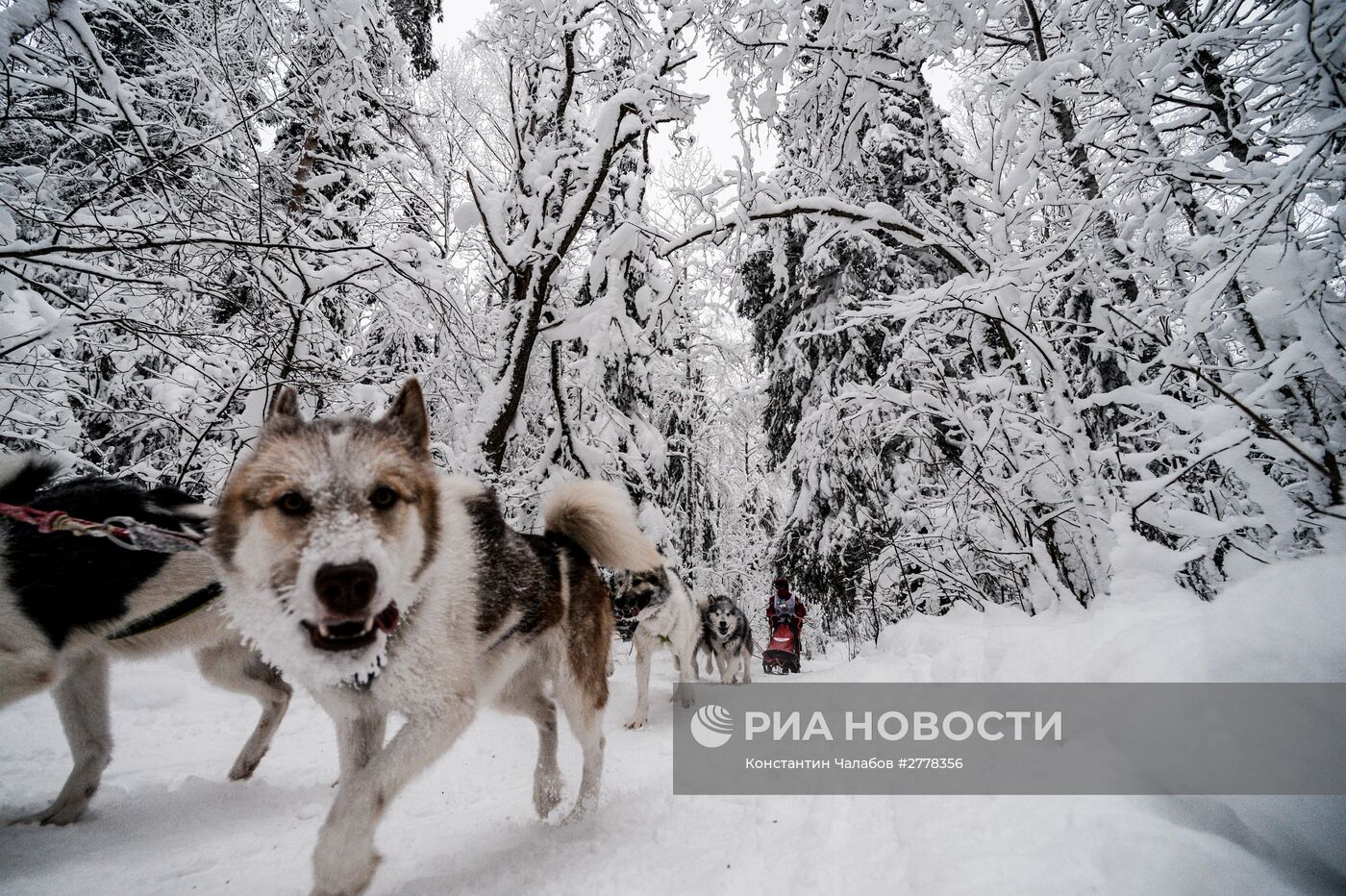 Международная гонка на собачьих упряжках "По земле Сампо"