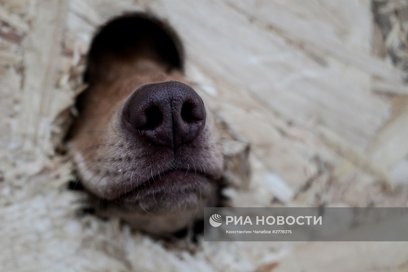 Международная гонка на собачьих упряжках "По земле Сампо"