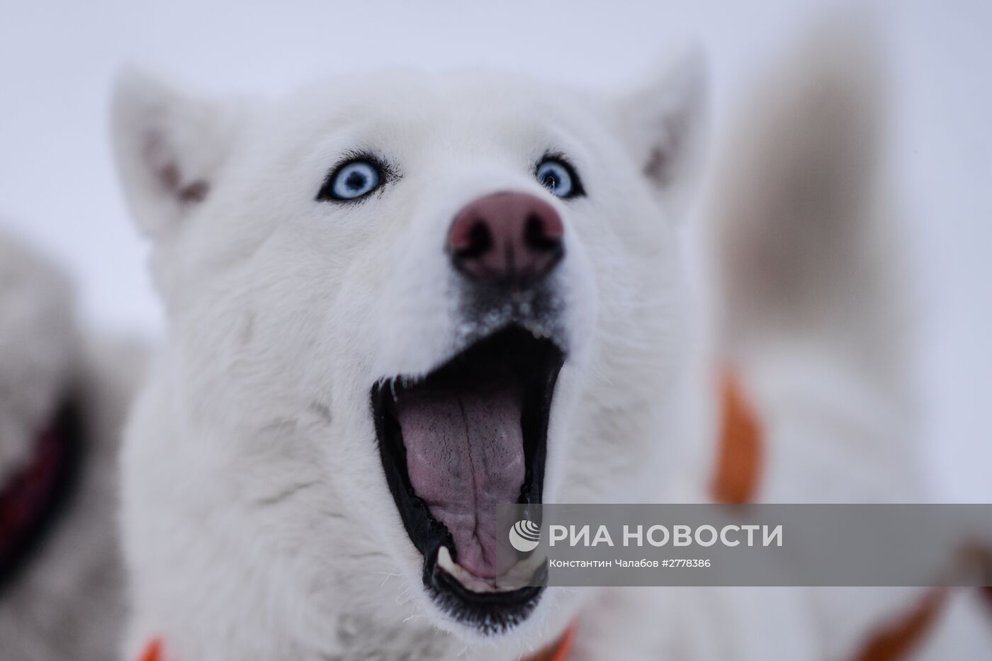 Международная гонка на собачьих упряжках "По земле Сампо"