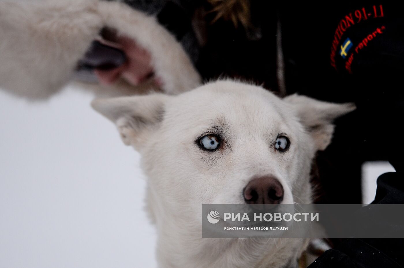 Международная гонка на собачьих упряжках "По земле Сампо"