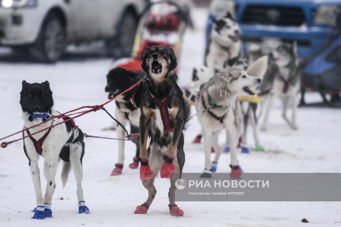 Международная гонка на собачьих упряжках "По земле Сампо"