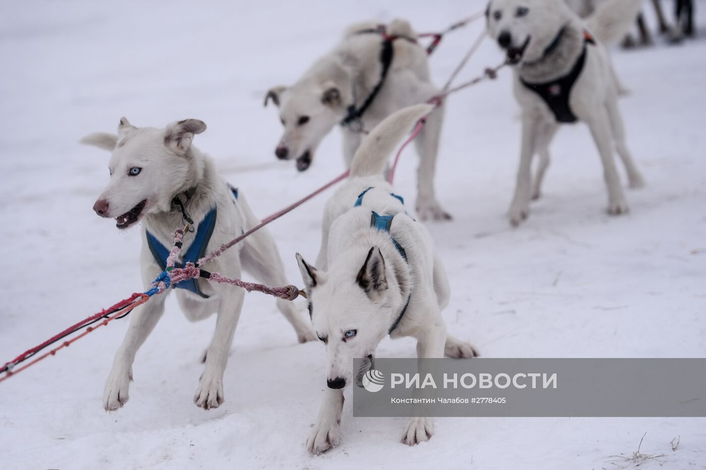 Международная гонка на собачьих упряжках "По земле Сампо"