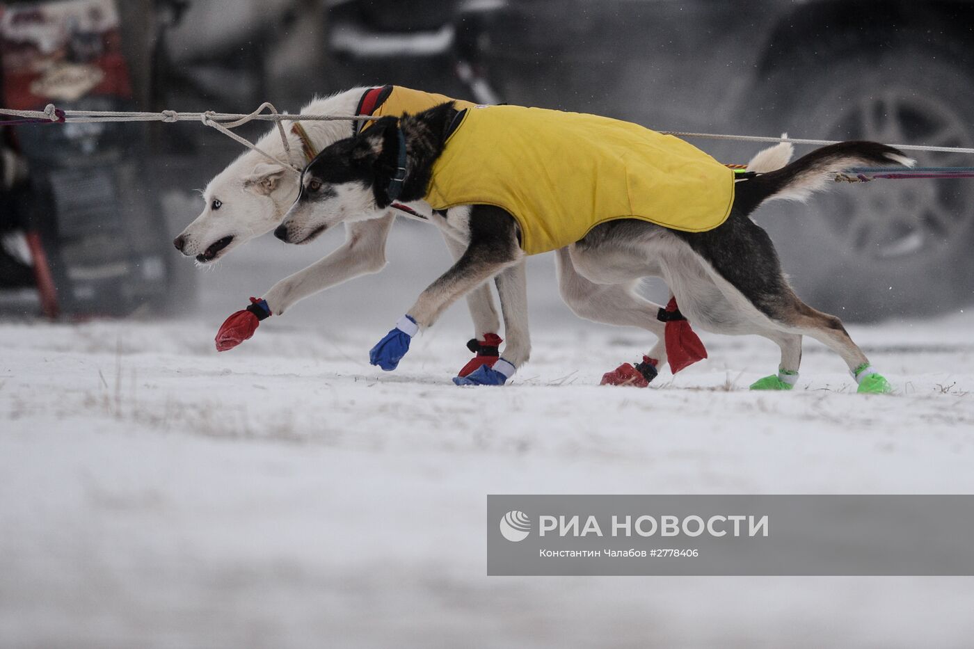 Международная гонка на собачьих упряжках "По земле Сампо"