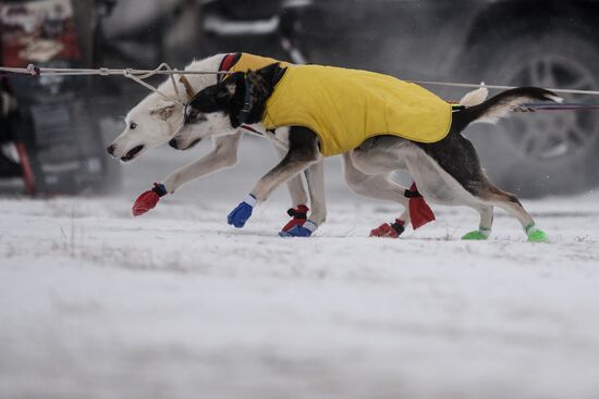 Международная гонка на собачьих упряжках "По земле Сампо"