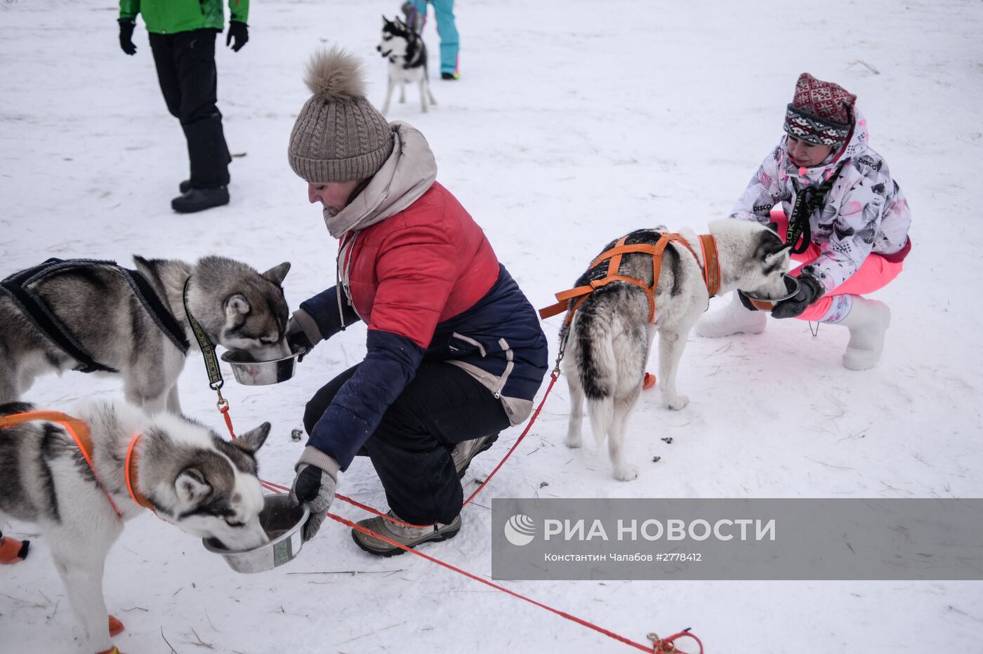 Международная гонка на собачьих упряжках "По земле Сампо"