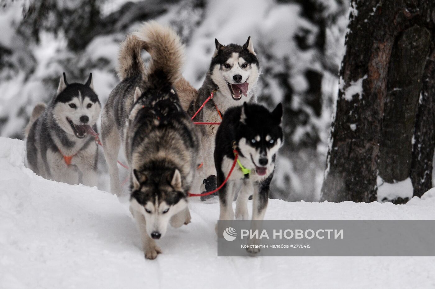 Международная гонка на собачьих упряжках "По земле Сампо"