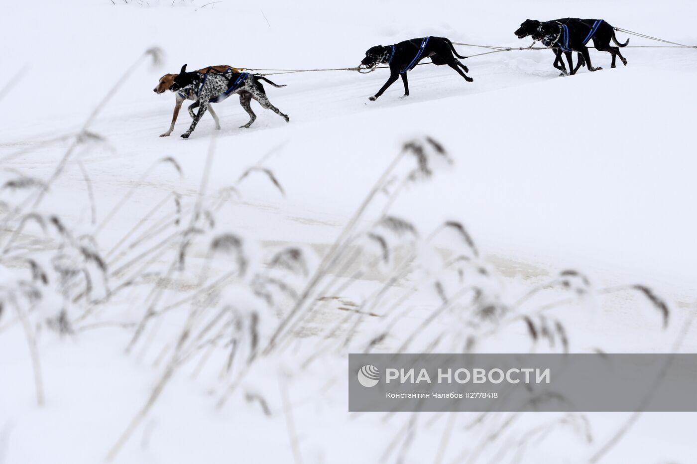 Международная гонка на собачьих упряжках "По земле Сампо"
