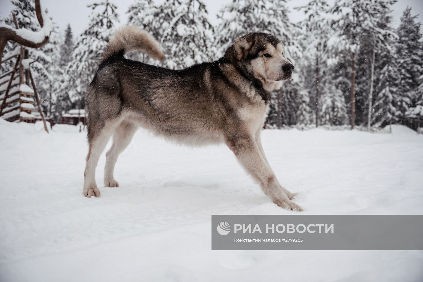 Питомник ездовых собак в Карелии