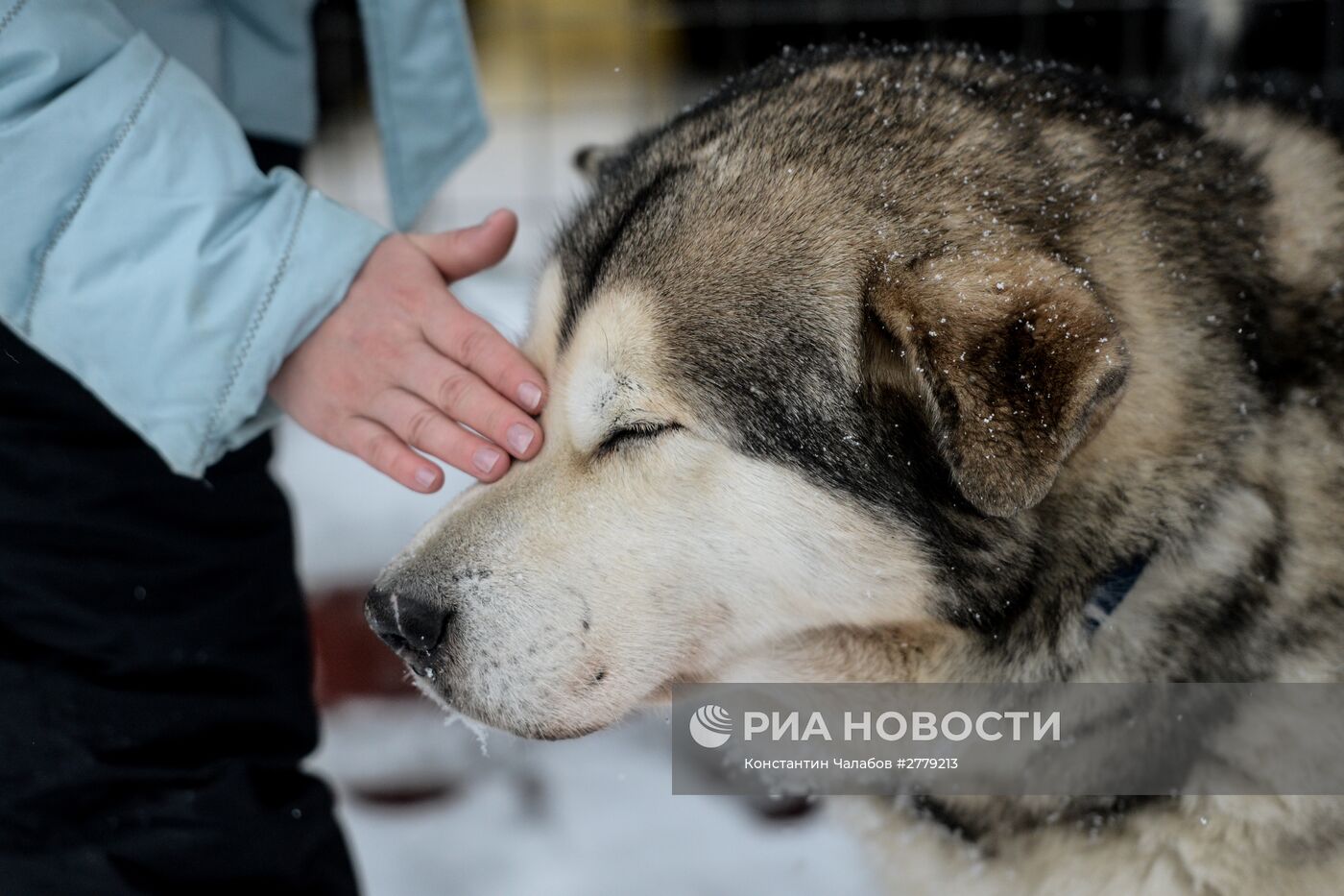 Питомник ездовых собак в Карелии