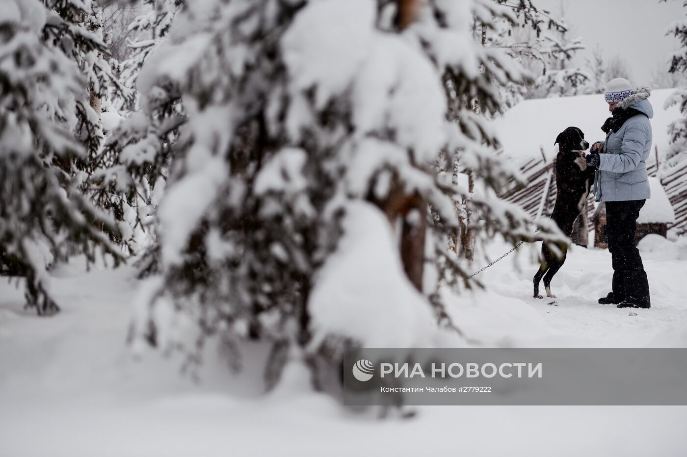 Питомник ездовых собак в Карелии