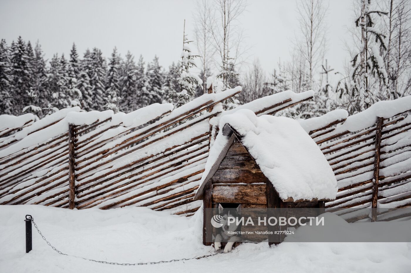 Питомник ездовых собак в Карелии