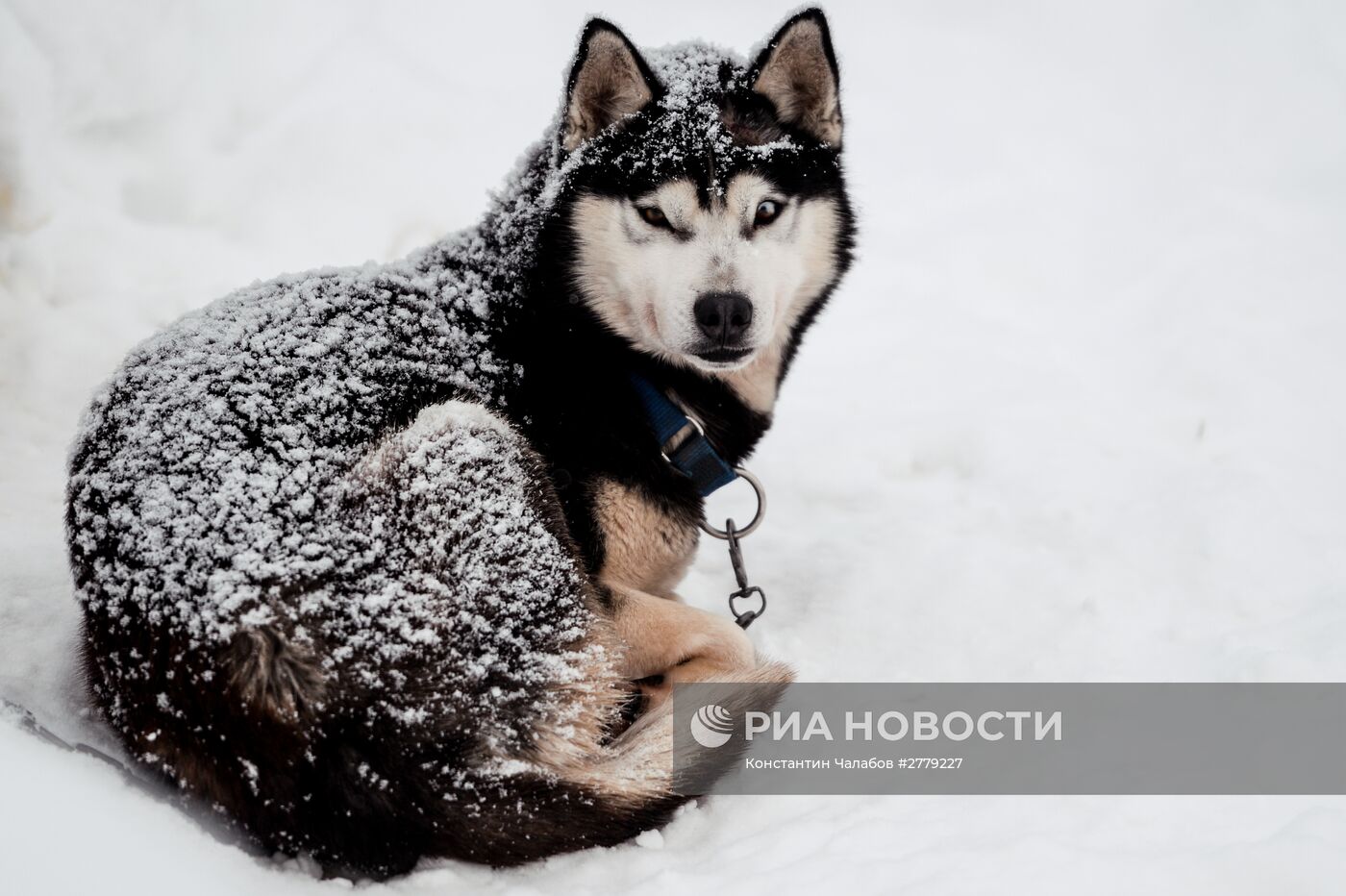 Питомник ездовых собак в Карелии